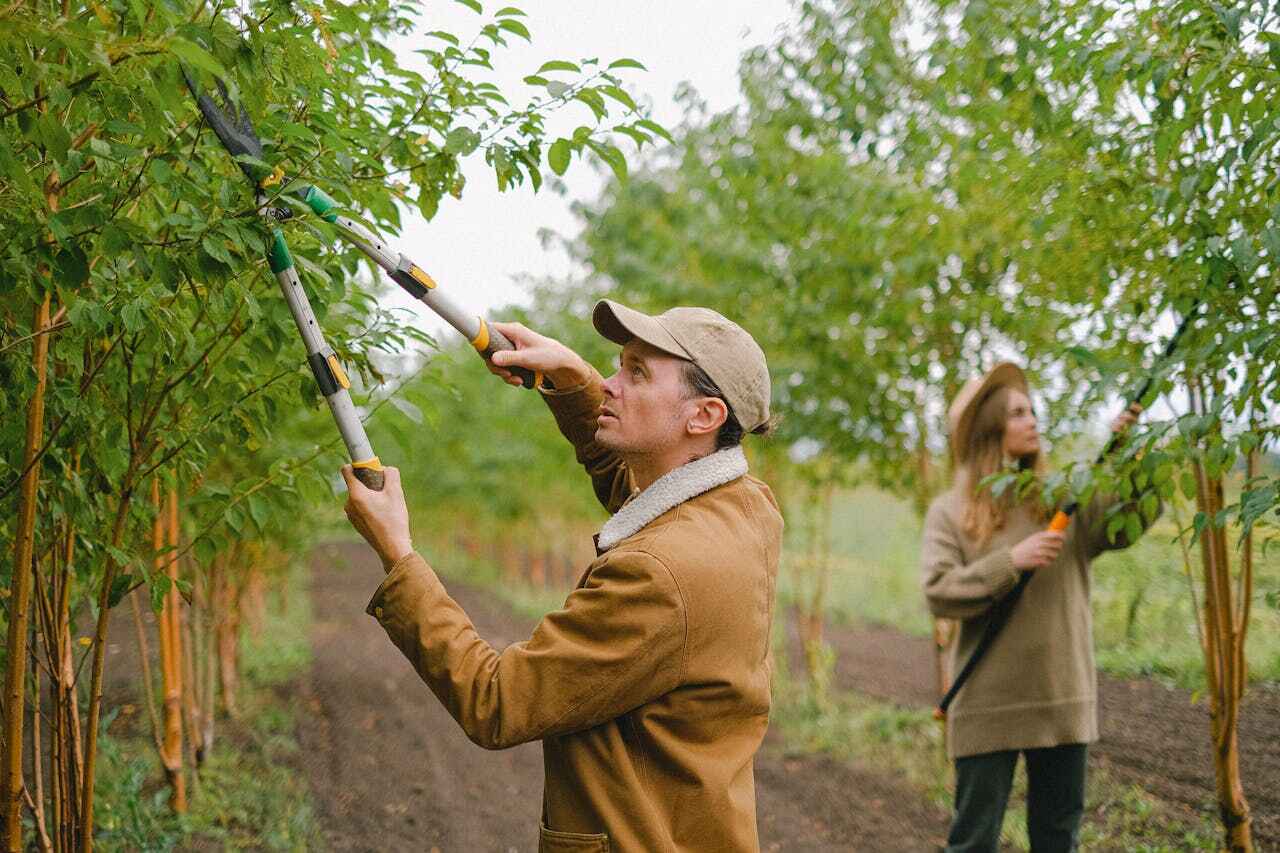 New Freedom, PA Tree Service Company